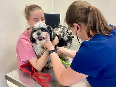 LECZNICA WETERYNARYJNA SERWIN, SZPITAL DLA ZWIERZĄT